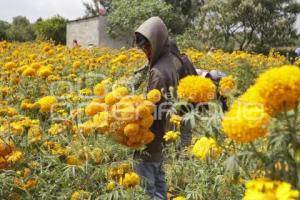 ATLIXCO . FLOR DE CEMPASÚCHIL