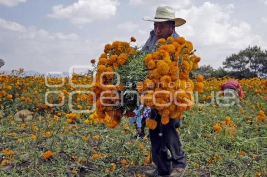 ATLIXCO . FLOR DE CEMPASÚCHIL