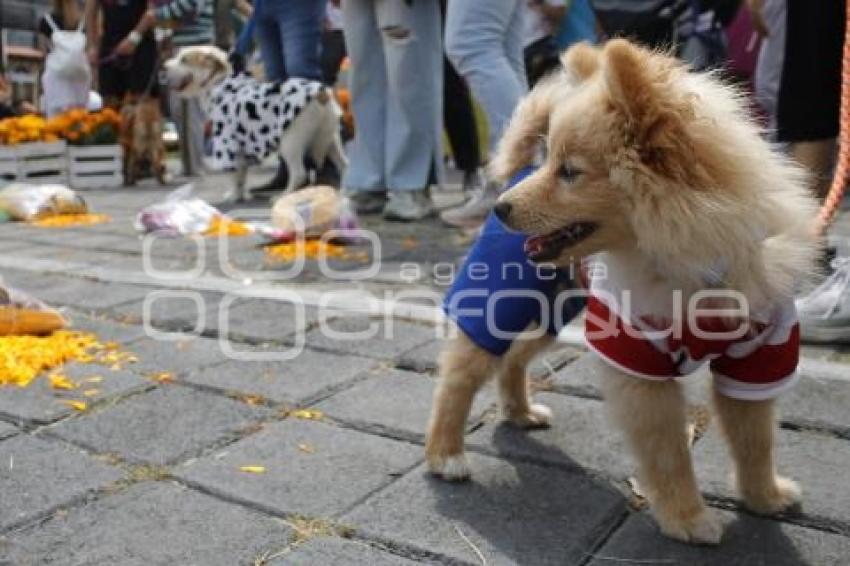 FESTIVAL CEMPASÚCHIL