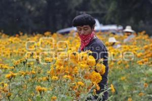 ATLIXCO . FLOR DE CEMPASÚCHIL