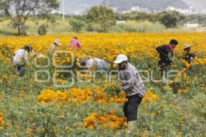 ATLIXCO . FLOR DE CEMPASÚCHIL