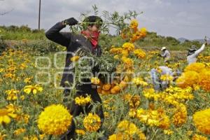 ATLIXCO . FLOR DE CEMPASÚCHIL