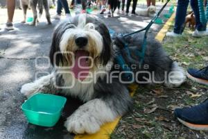 TLAXCALA . COMPETENCIA CANINA