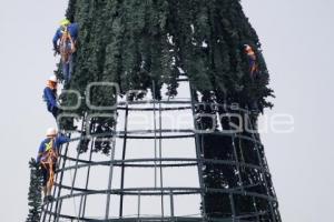 CCU . ÁRBOL DE NAVIDAD