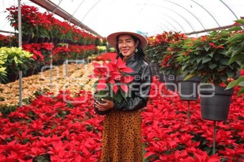 ATLIXCO . FLOR DE NOCHEBUENA