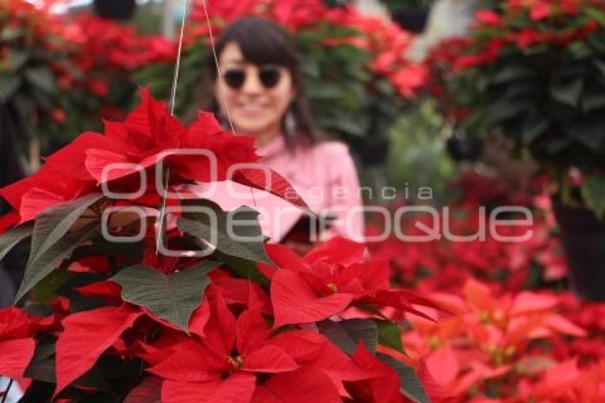 ATLIXCO . FLOR DE NOCHEBUENA