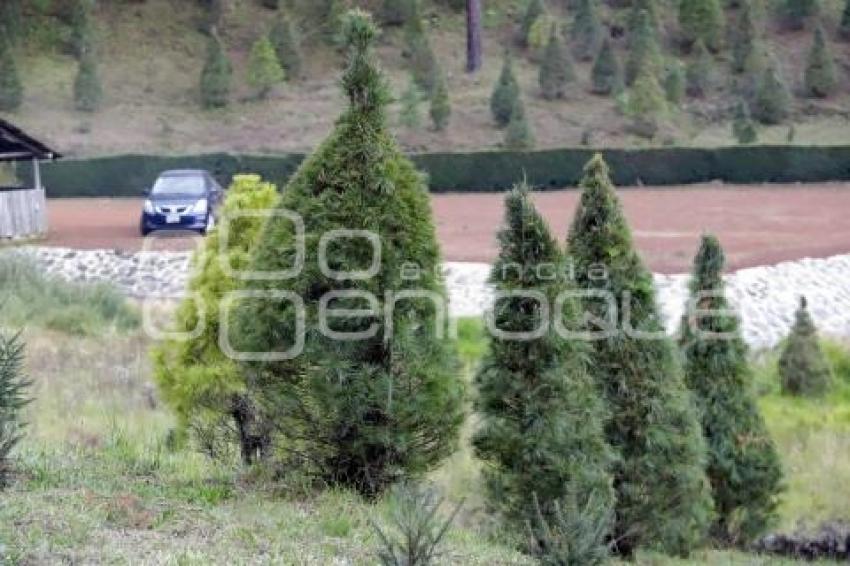 CHIGNAHUAPAN . ÁRBOL NAVIDAD