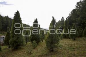 CHIGNAHUAPAN . ÁRBOL NAVIDAD