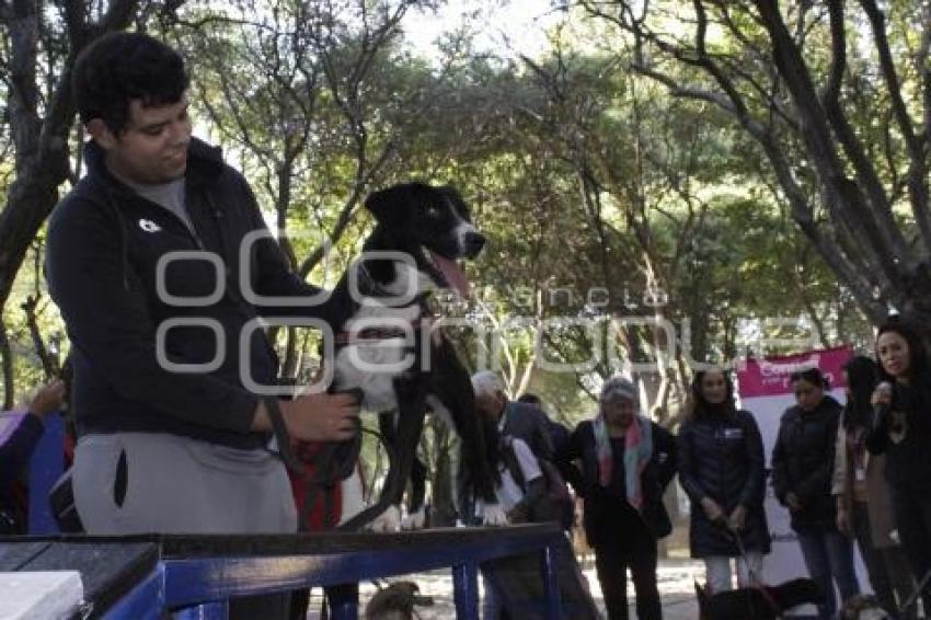 AYUNTAMIENTO . CONTIGO Y TUS PERRITOS