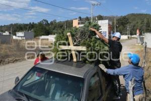 TLAXCALA . PINOS DE NAVIDAD