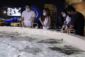 NOCHE DE MUSEOS . ACUARIO MICHIN