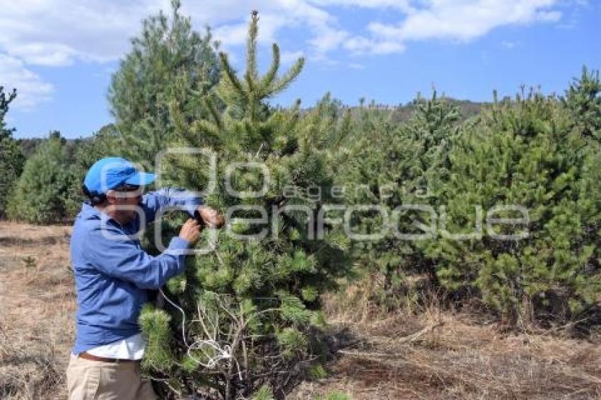 TLAXCALA . PINOS DE NAVIDAD