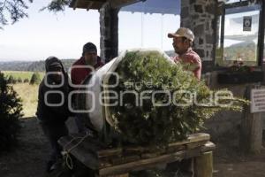 ÁRBOLES DE NAVIDAD