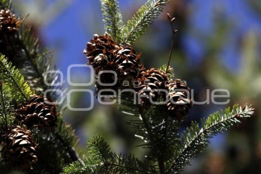 ÁRBOLES DE NAVIDAD