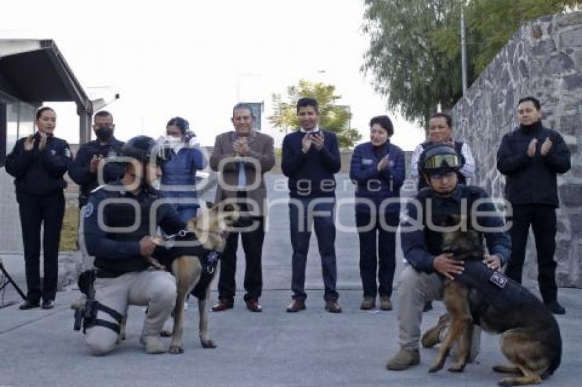 AYUNTAMIENTO . ELEMENTOS CANINOS