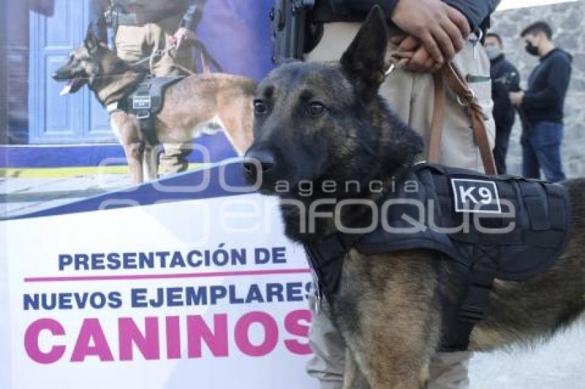 AYUNTAMIENTO . ELEMENTOS CANINOS