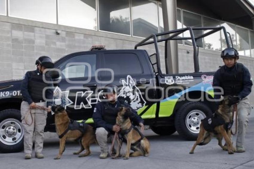 AYUNTAMIENTO . ELEMENTOS CANINOS