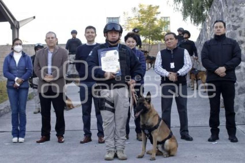 AYUNTAMIENTO . ELEMENTOS CANINOS