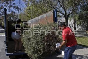 RECICLAJE . ÁRBOLES DE NAVIDAD