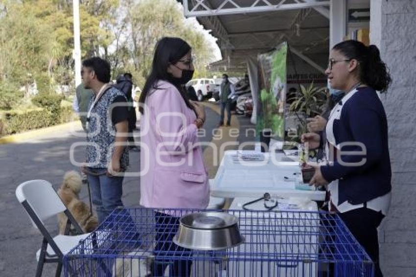 MARTES CIUDADANO . BIENESTAR ANIMAL