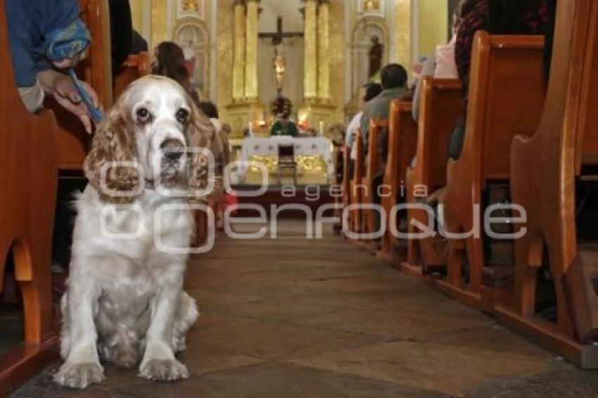 BENDICIÓN MASCOTAS
