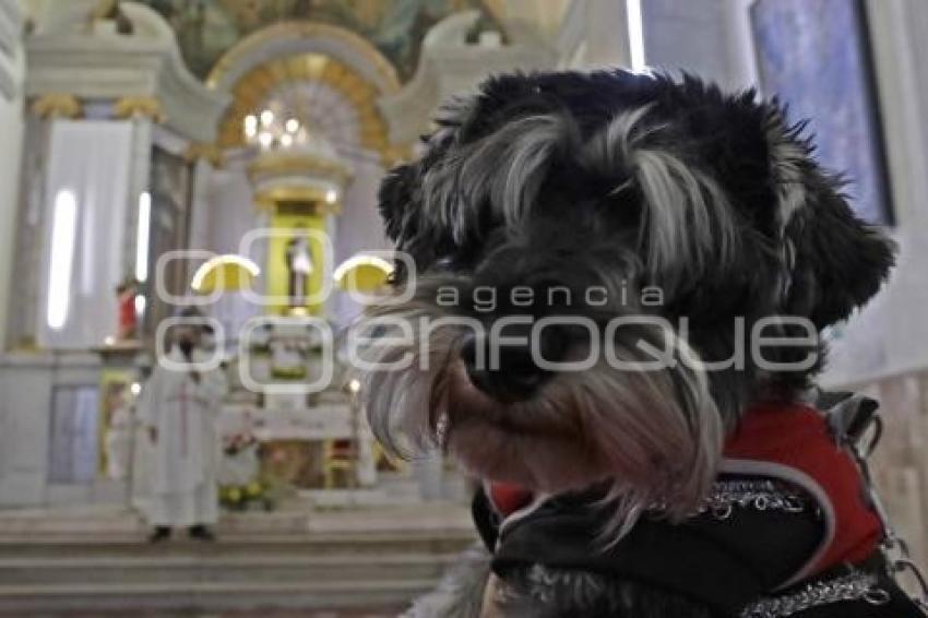 BENDICIÓN MASCOTAS
