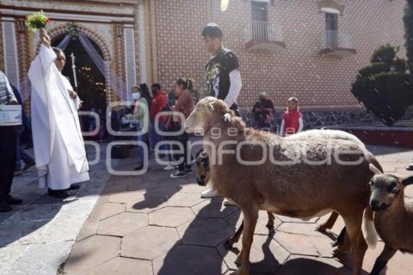 CACALOTEPEC . BENDICIÓN DE ANIMALES