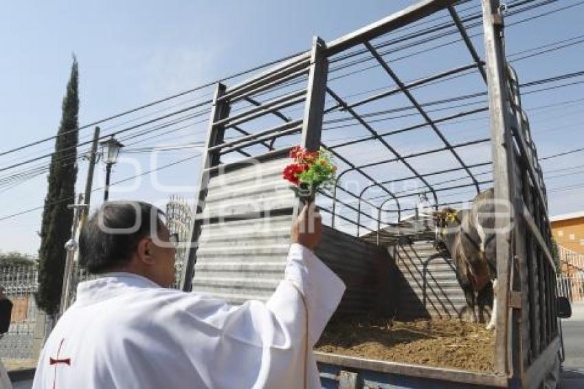 CACALOTEPEC . BENDICIÓN DE ANIMALES