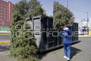 RECICLAJE . ÁRBOLES DE NAVIDAD