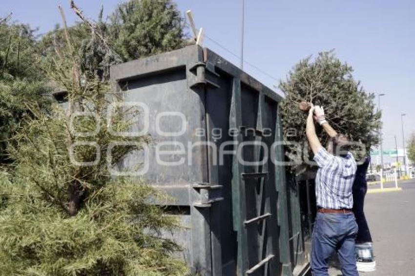 RECICLAJE . ÁRBOLES DE NAVIDAD