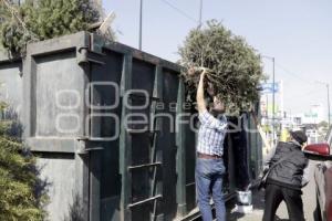 RECICLAJE . ÁRBOLES DE NAVIDAD