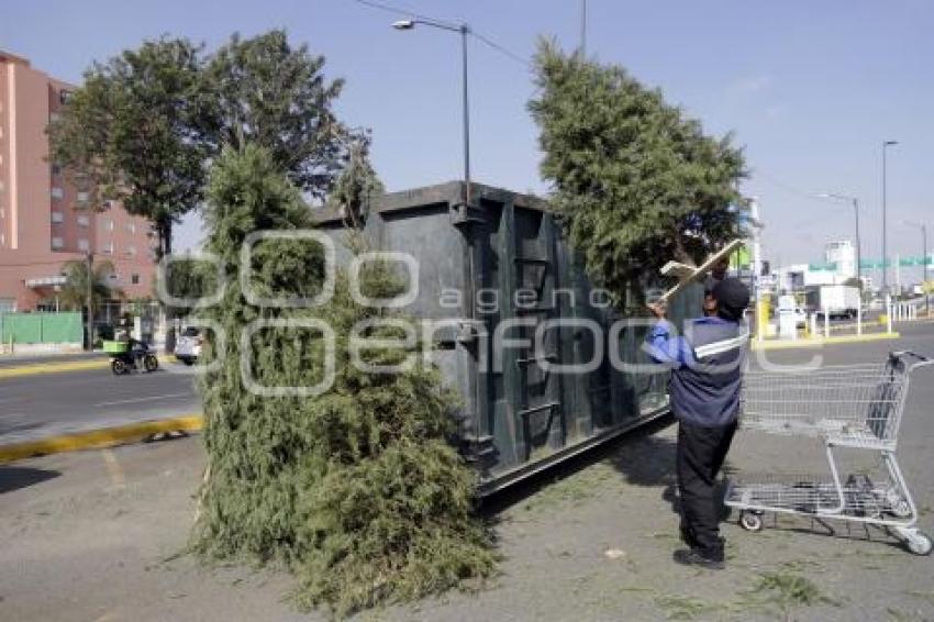 RECICLAJE . ÁRBOLES DE NAVIDAD