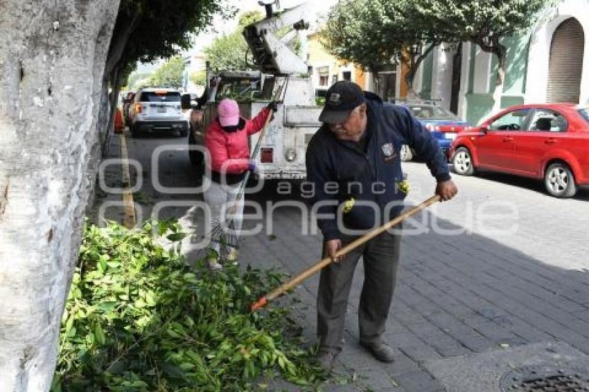 TLAXCALA . PODA DE ÁRBOLES