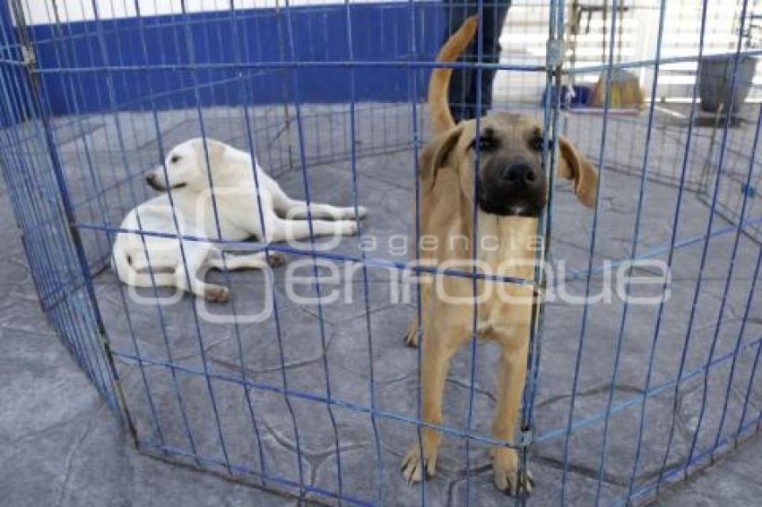 CONTROL ANIMAL . JORNADA DE ADOPCIÓN