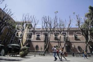 PODA DE ÁRBOLES . PLAZA DE LA DEMOCRACIA