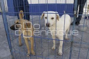 CONTROL ANIMAL . JORNADA DE ADOPCIÓN 