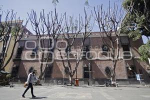 PODA DE ÁRBOLES . PLAZA DE LA DEMOCRACIA