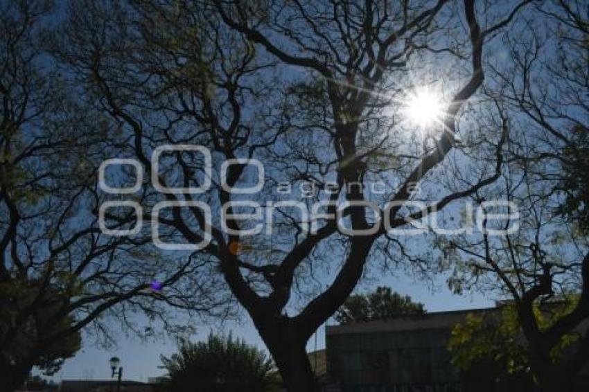 TLAXCALA . JACARANDAS