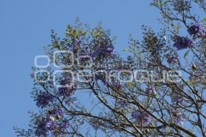 TLAXCALA . JACARANDAS