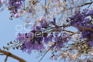 TLAXCALA . JACARANDAS