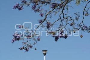 TLAXCALA . JACARANDAS