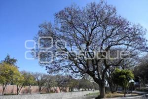 TLAXCALA . JACARANDAS