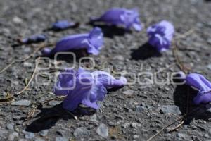 TLAXCALA . JACARANDAS