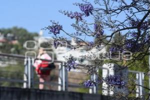 TLAXCALA . JACARANDAS