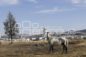 ANGELÓPOLIS . CRECIMIENTO INMOBILIARIO