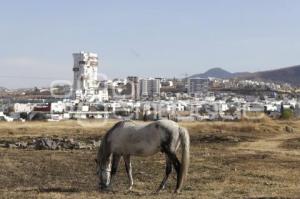 ANGELÓPOLIS . CRECIMIENTO INMOBILIARIO