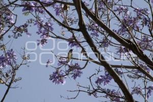 JACARANDAS