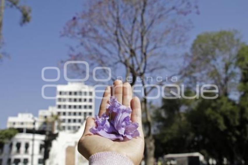 JACARANDAS