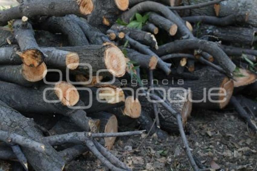 TLAXCALA . PODA ÁRBOLES