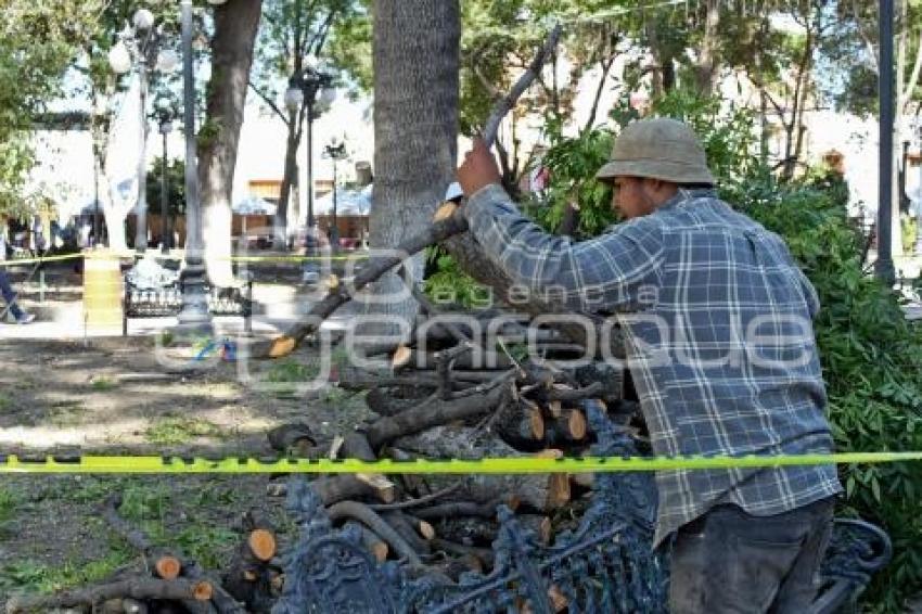 TLAXCALA . PODA ÁRBOLES